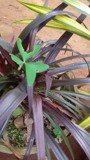 Black mondo grass
