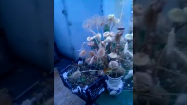 О моих сухоцветах