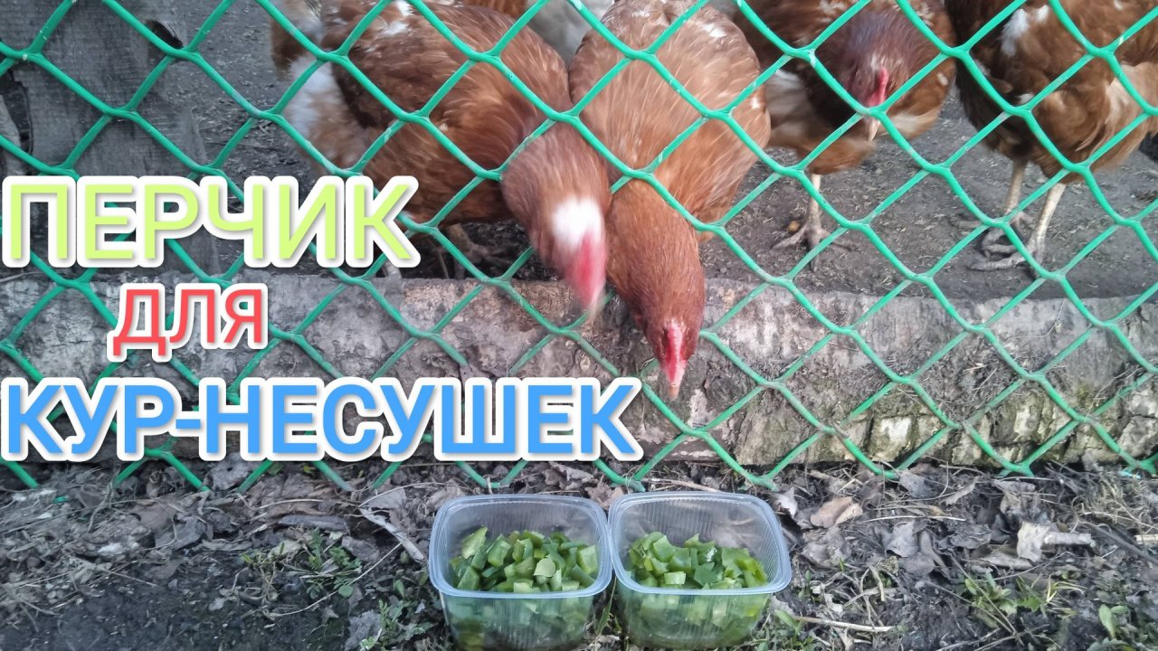Можно ли курам-несушкам давать перец