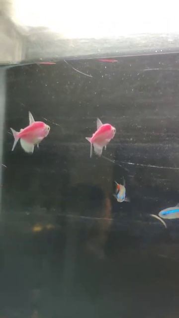 Pink Colour Tetra Fish - Very Beautiful to see in Aquarium Tank