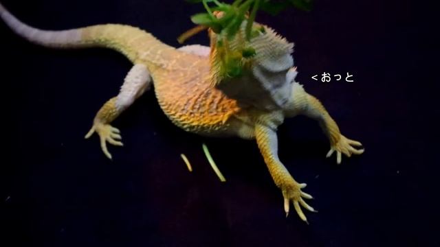 【日常】豆苗ぽりぽりフトアゴヒゲトカゲ【飼育】