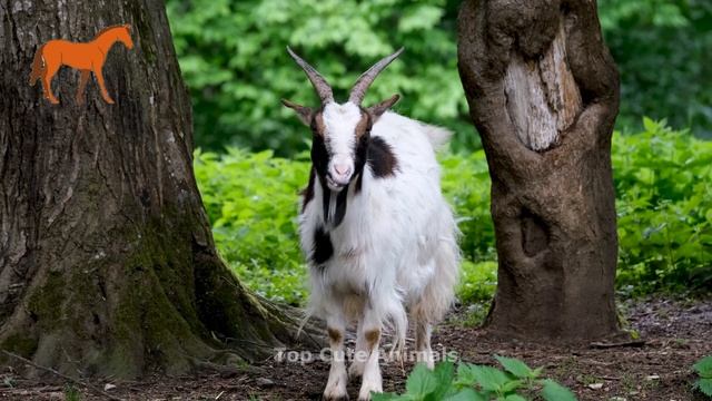 Cute animals - lion, cat, horse, dog, cow, goat - Animal sounds, farm animals