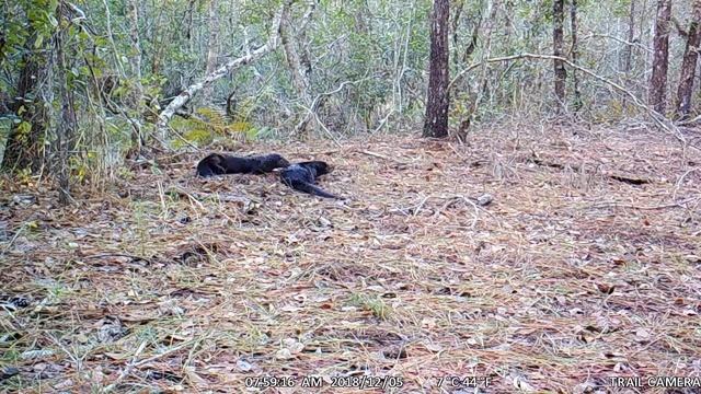 River Otters Of Central Florida - Clips From Trail Camera