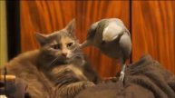 смелый попугай Кеша достает кота )))