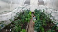Уход за газоном по-новому! Подвязываю помидоры в теплице