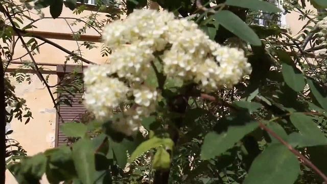 Рябина кудрявая