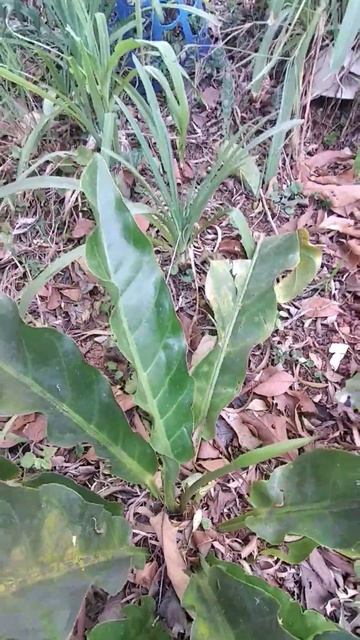 Antúrio-Martha-Rocha/(Anthurium hookeri) Kunth. [Leitura na Descrição]#anthurium