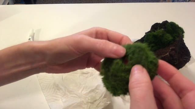 How To Mount Marimo Moss Ball Onto Lava Rock