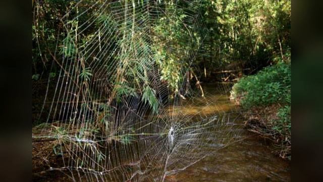 LA TELARAÑA MAS GRANDE DEL MUNDO