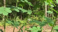 Native passion vine with host Zebra long Wing Long wing caterpillar 🐛