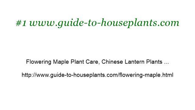 Abutilon Chinese Lantern Plants
