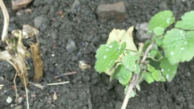 Cat mint and roses companion planting update 24-09-17