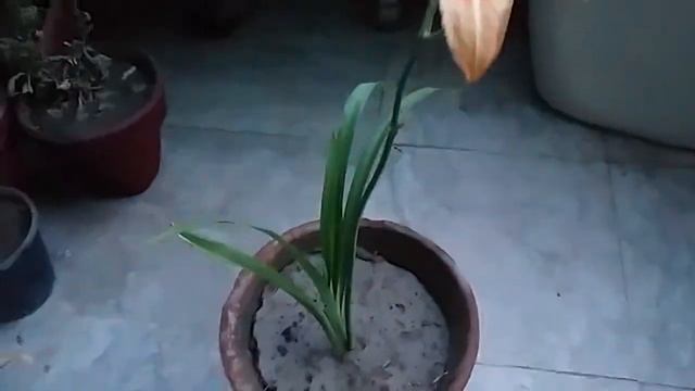 New plants purchased - Daylily - Iris