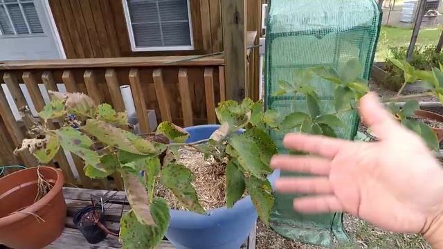 Raised Bed Garden Update | Viewer Descretion Advised