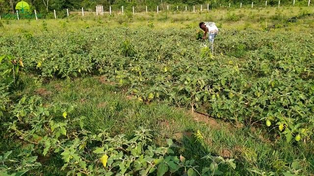 Organic Vegetable farming ! Ultra high density mango farm|inter cropping