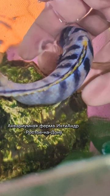Lv_0_20250417022036.mp4