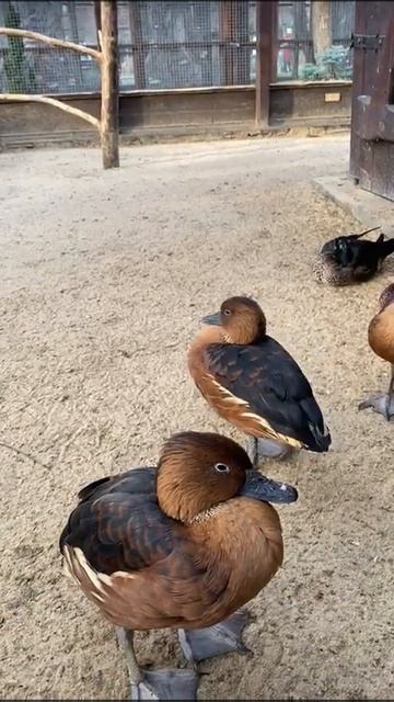 уточки, парк Лога, самые красивые места России , красивые утки, cute, funny animals, dug, birds