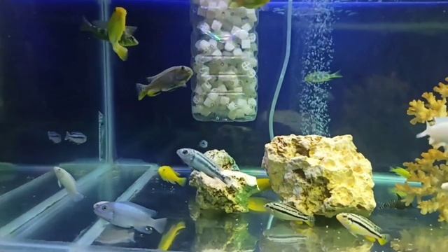 RELAXING VIDEO || CICHLID AQUARIUM TANK IN THE NIGHT