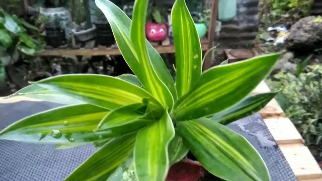 Mis Dracaena de colección.  #Dracaena#colenccion#tipos