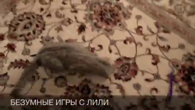 Безумные игры с Лили