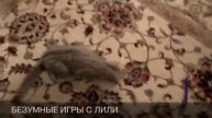 Безумные игры с Лили