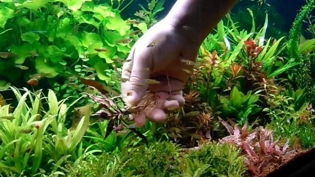 Cryptocoryne walkeri (low tech növénykalauz)