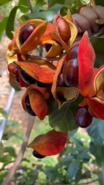 Anyone know this nut name? kelaci nut? #short #shortvideo
