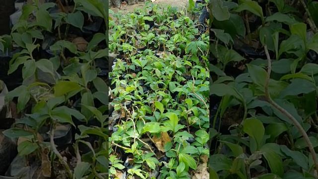 Resham Ayurvedic Nursery Kartarpur district Jalandhar Punjab Surinder Singh Nagra