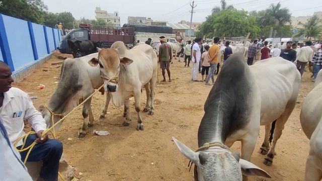 Tukkuguda Bulls Market 2024 🐂| 🔥Lageve Rates Hai | Biggest Bulls In Tukkuguda Bazaar | #hyderabad 🐂