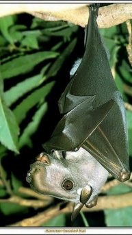 Hammerhead Bats #youtubeshorts #hammerhead #bats