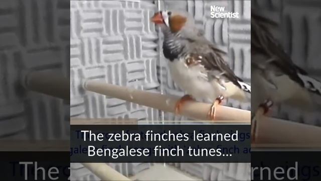 Birdsong is like jazz