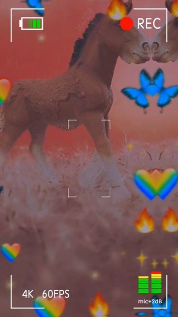 🦋 #лошади #cute #edit #horse #хочуврек #конныйспорт #animal #рек #love #equestrian #shorts #sports