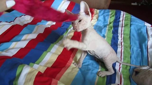 Котики - сфинксы играют