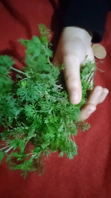 Davanam ... Aromaticherb~ Artemisia pallens cures cough. cold stress, PCOD issues🥰😇