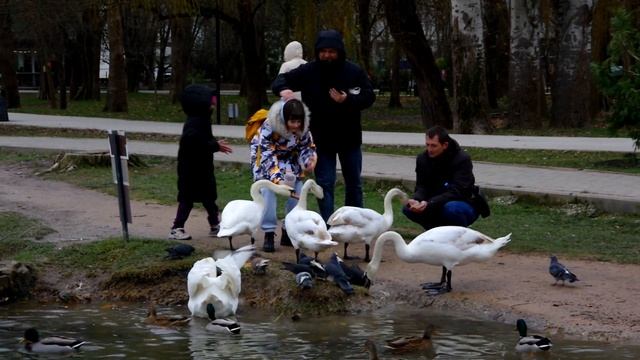Лебеди  Видео Л П  Юрчишко