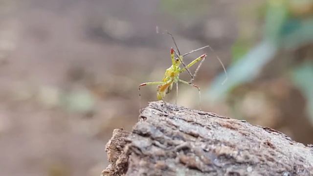 Zelus Luridus