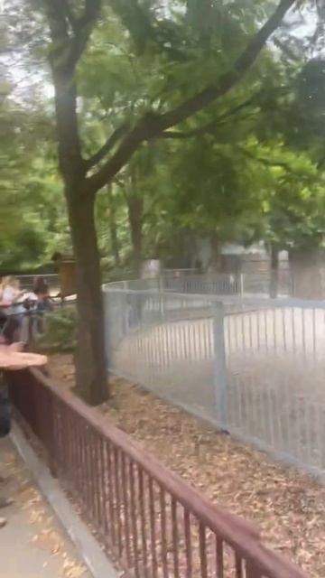 Антилопа Нильгау в Киевском зоопарке 24.8.21год!