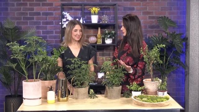 Curated interior plant design to root yourself in nature