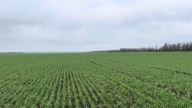 Озимая пшеница . Урожай 2025.