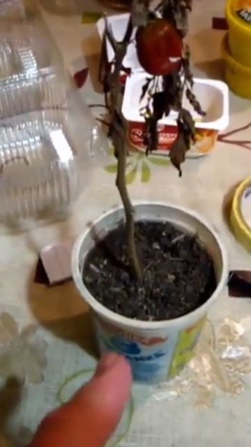 🍅 на подоконнике
