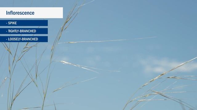 Grass Identification Basics