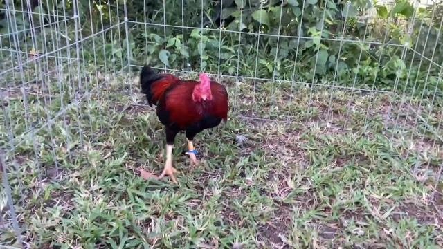 Beautiful Black Sid Taylor Asil Sweater Hatch Roundhead - Granja R. Greer Beautiful Birds