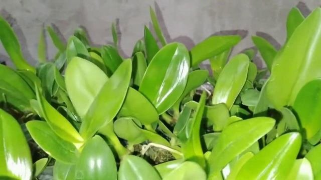 Promoo Harga Terjangkau... Dendro Kriting Silangan