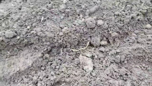 Цибуля технології вирощування від А