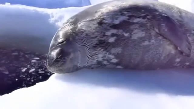 Когда проспал школу!