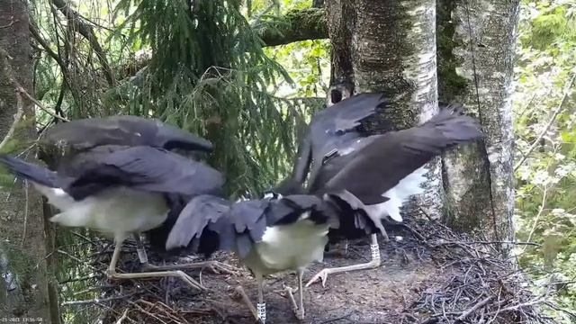 Must-toonekurg2::Ciconia nigra feeding by Black stork Jan 21.08.2021.
