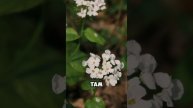 турклуб приглашает на скалу Монах в Адегее.