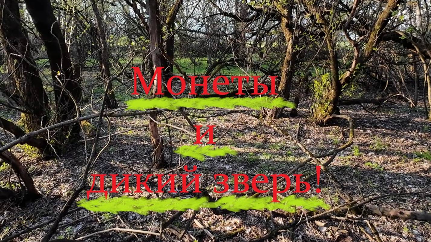 Монеты и дикий зверь!