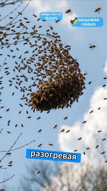 ПЧЕЛЫ против ШЕРШНЯ?!🍯🐝#пчелы #факты #здоровье #мёд #пчеловодство #топ #еда #рек #интересно