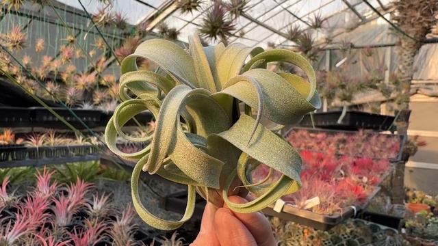 チランジア カーリースリム Tillandsia Curly Slim (Tillandsia intermedia X streptophylla)＊エアプランツ＠フラワーショップ江口＊生産育成農